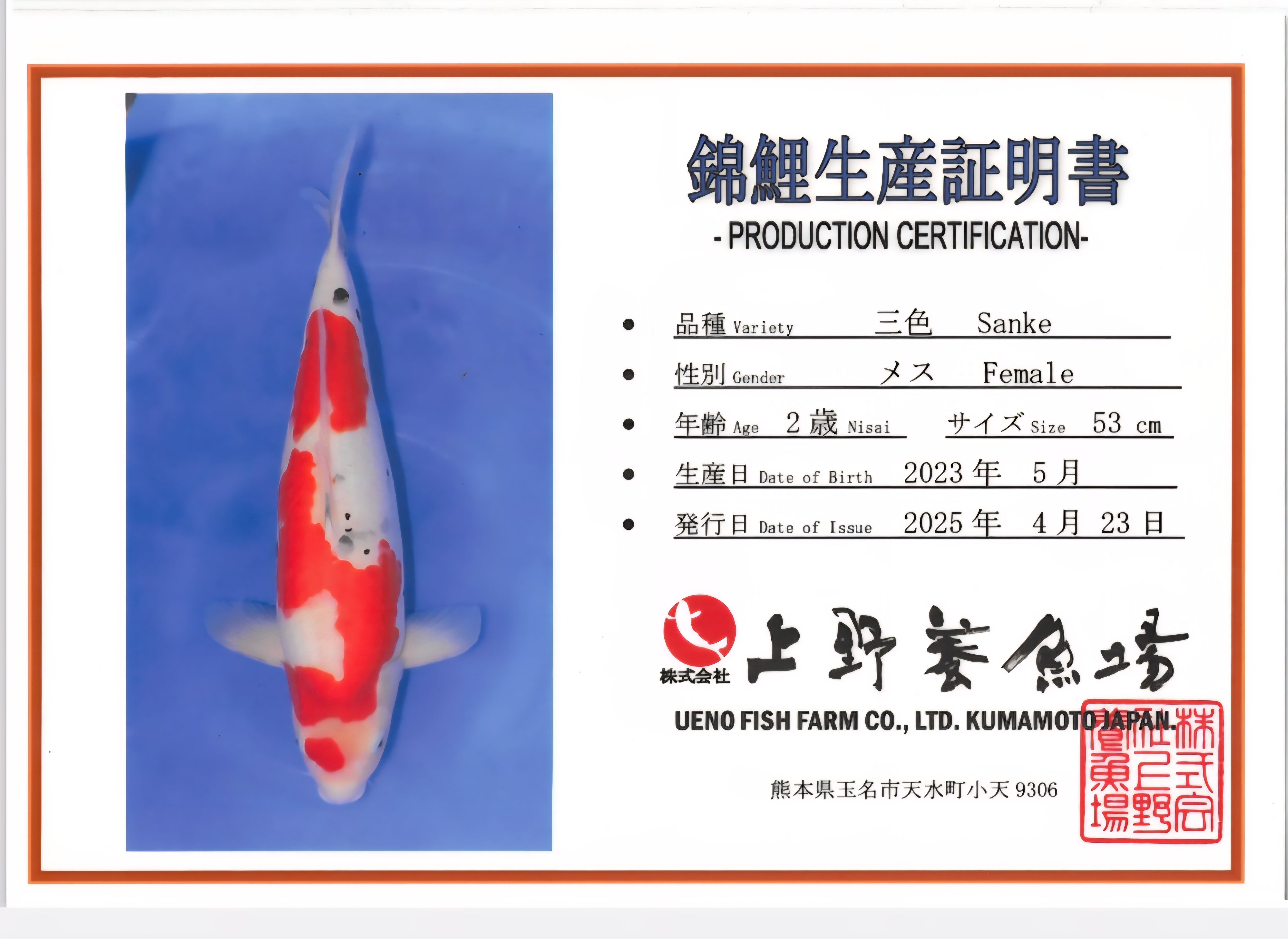 Sanke - Ueno - Nisai