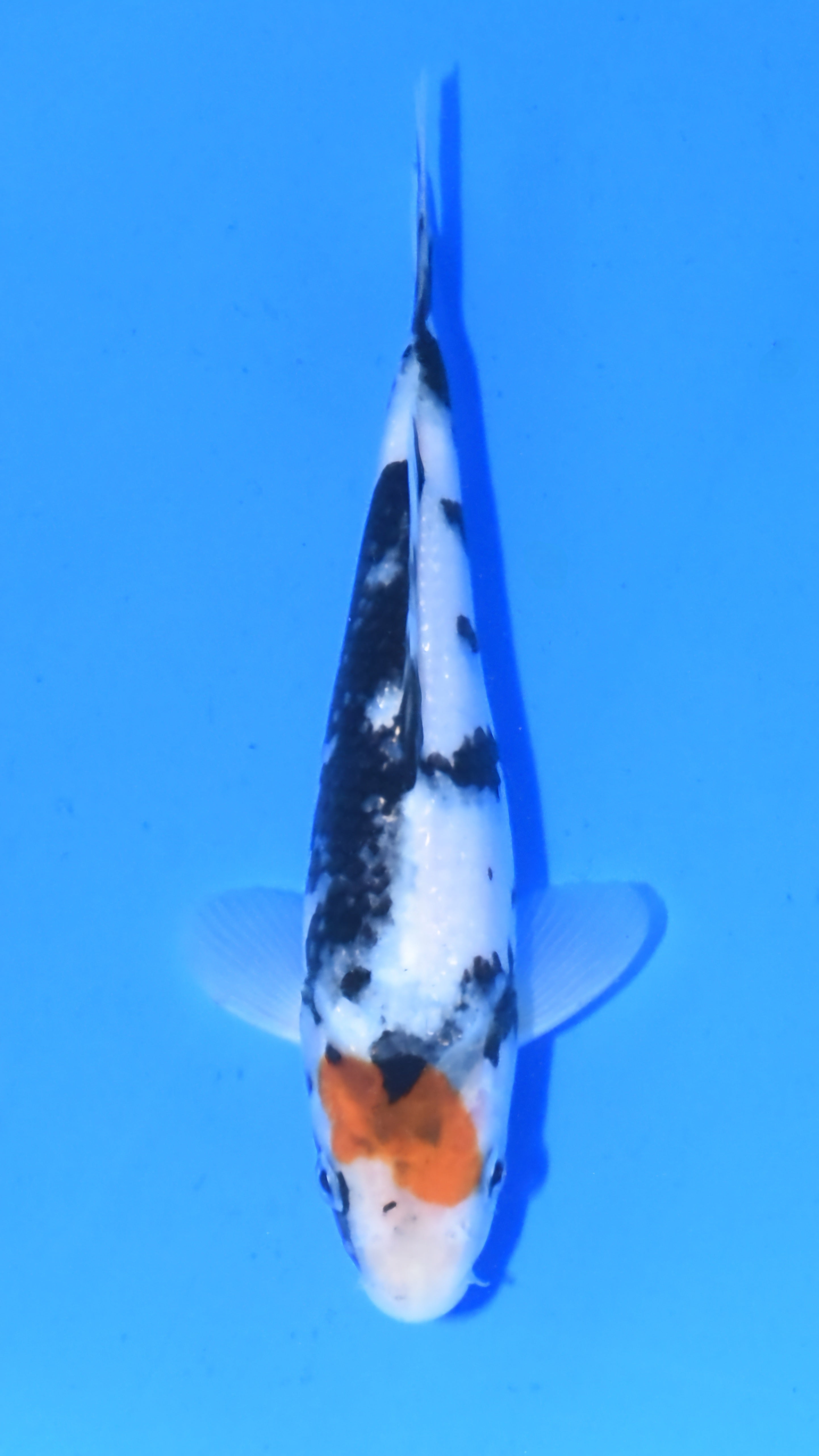 Tancho Showa - Ogata - Tosai #01