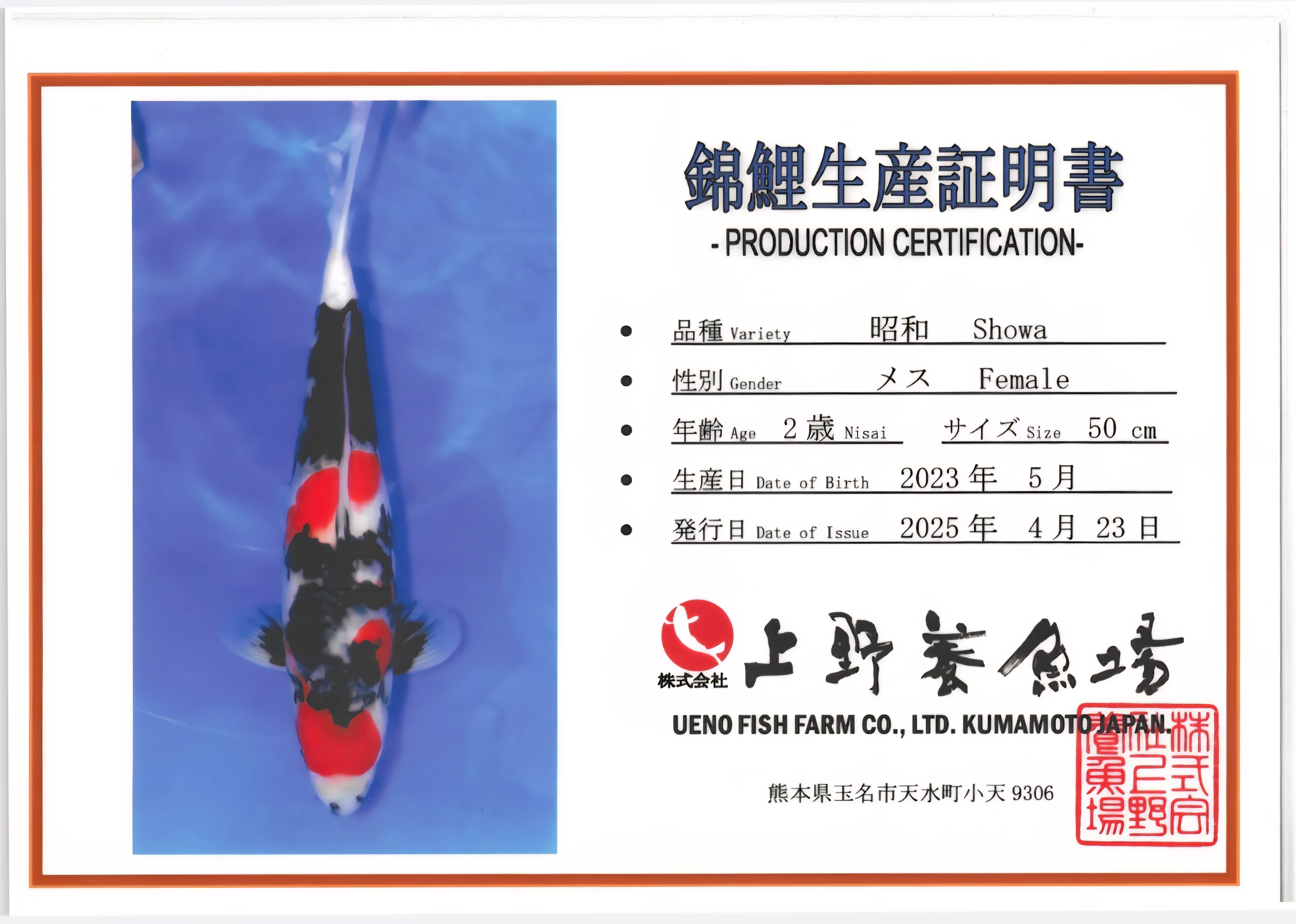 Showa - Ueno - Nisai