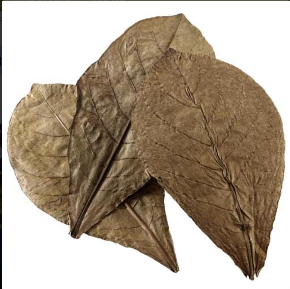 Hobby - Catappa Leaves 12 Pack