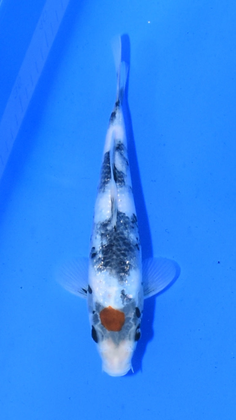 Tancho Showa - Ogata - Tosai #02