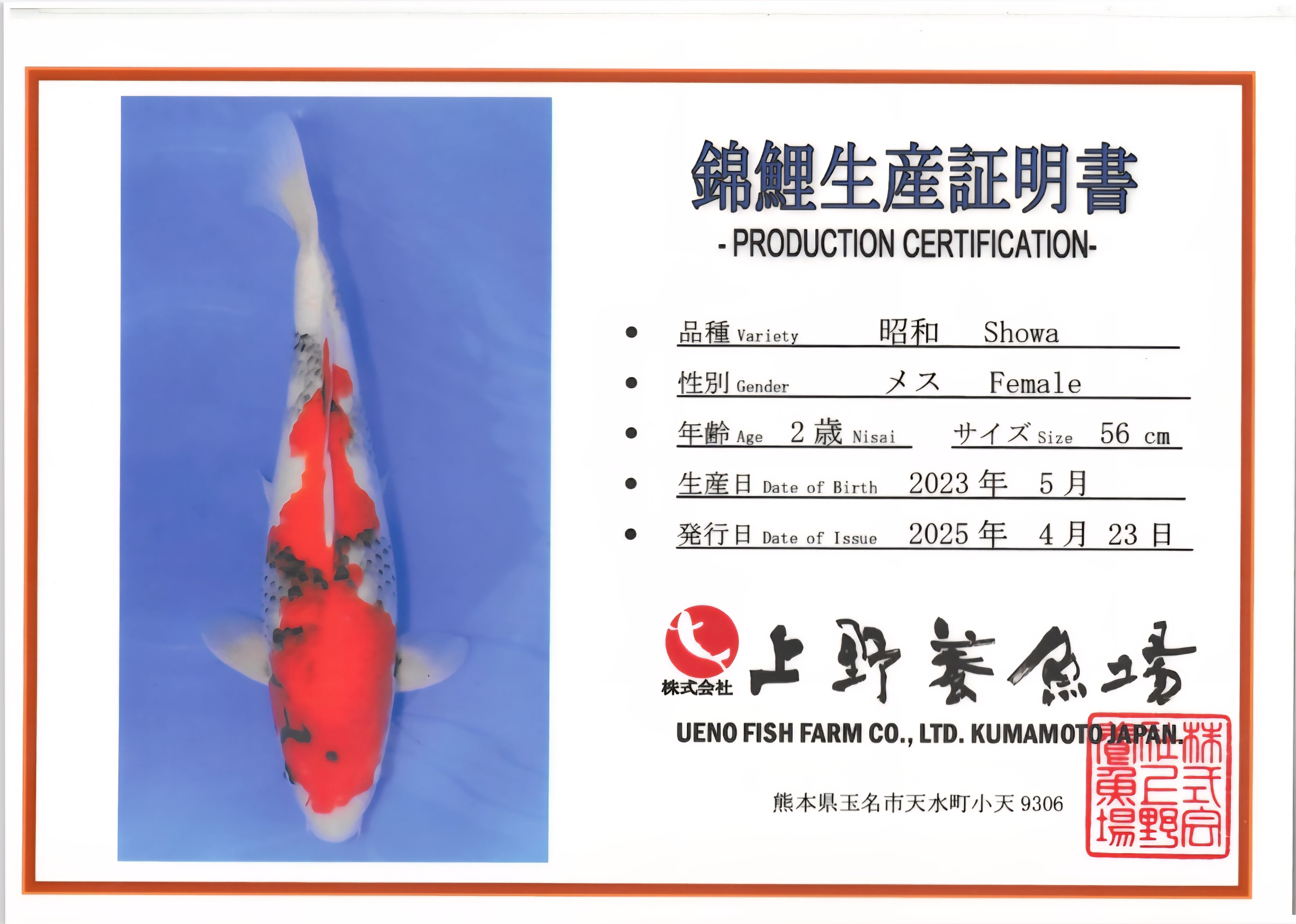 Showa - Ueno - Nisai