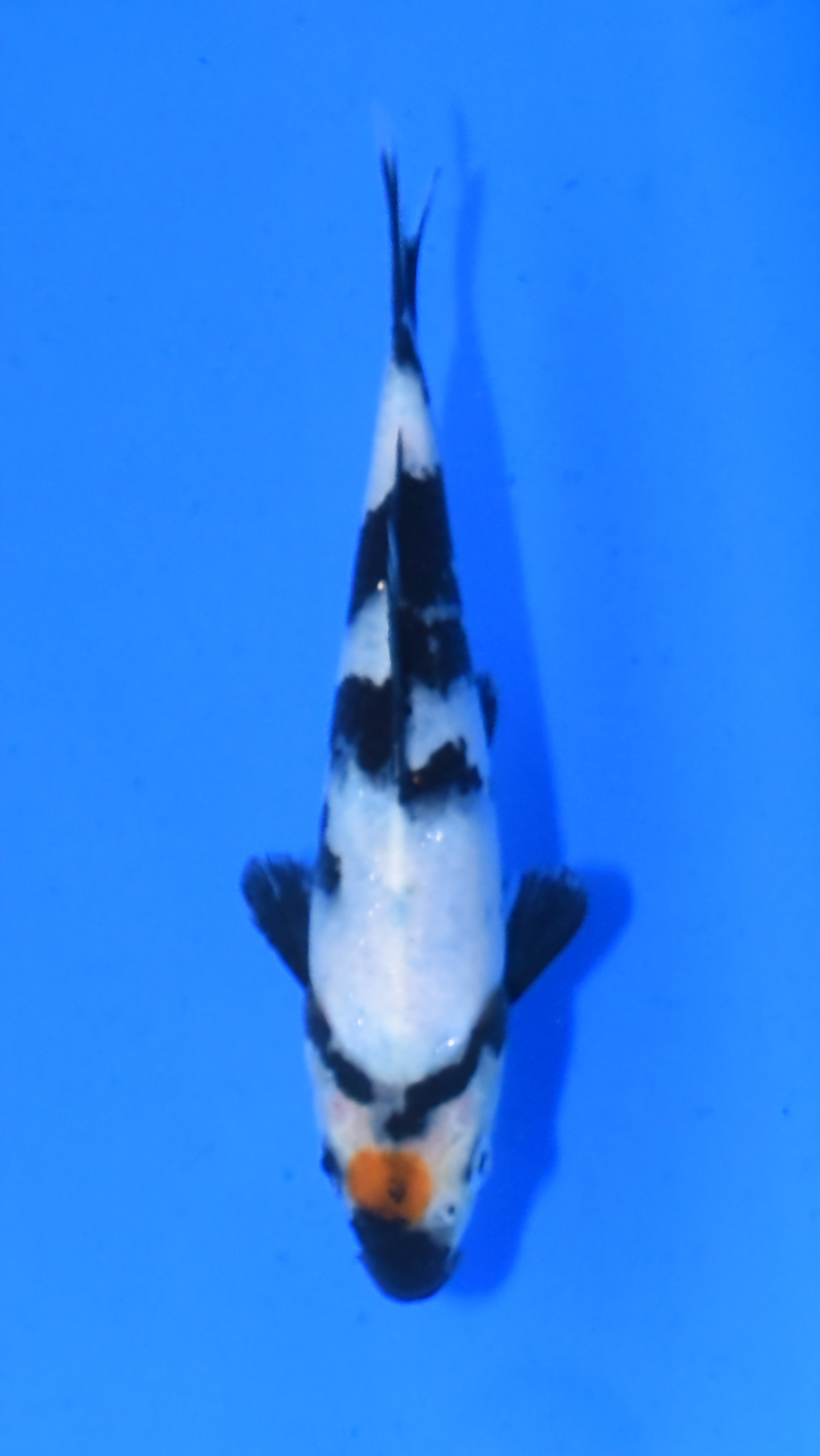 Tancho Showa - Ogata - Tosai #03