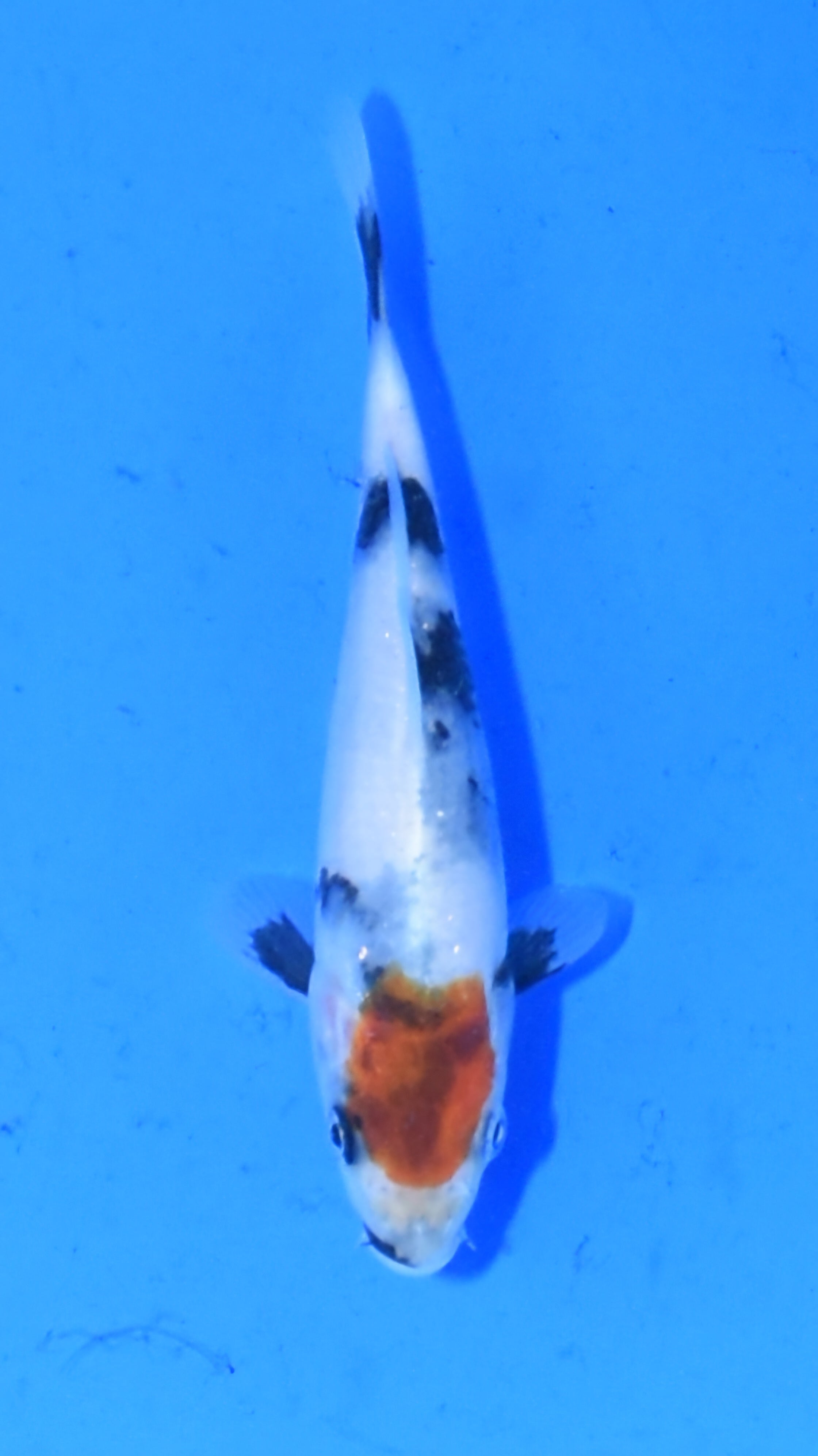 Tancho Showa - Ogata - Tosai #04