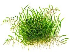 Tropica 1-2 Grow Utricularia graminifolia Live Plants