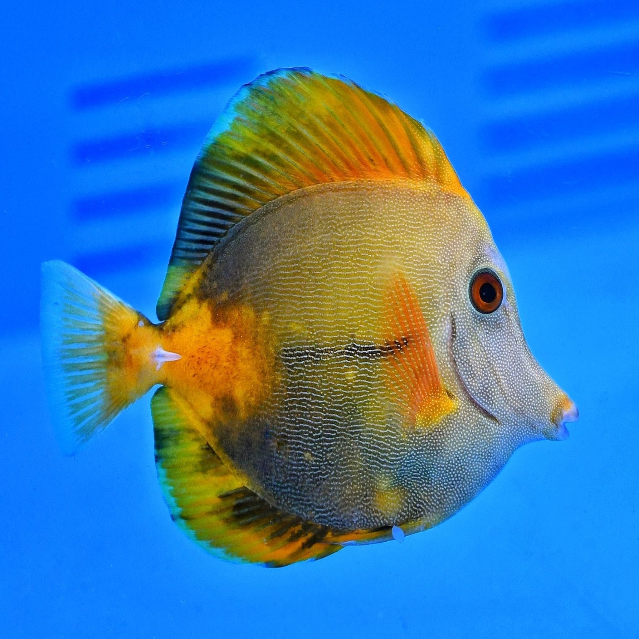 AA Grade Tricolour Tang – Warehouse Aquatics