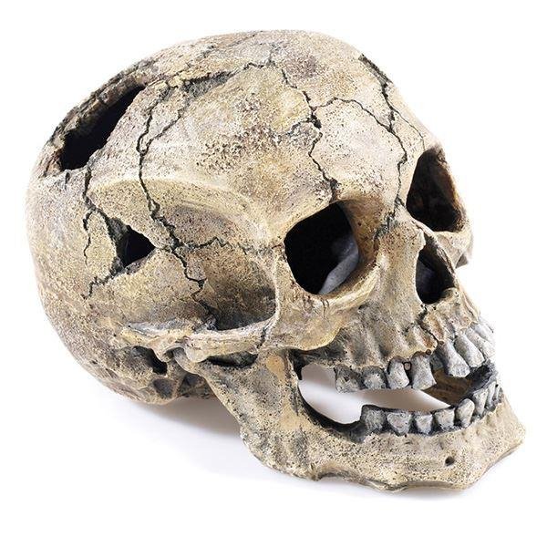 Classic Cracked Skull 2966