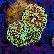 Gold Cristata Torch Colony