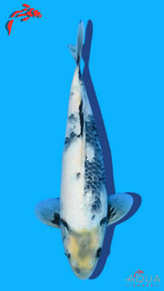 Shiro Utsuri - Omosako - Tosai #12