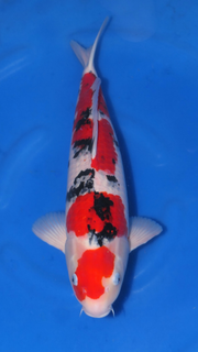 Sanke - Beppu - Nisai