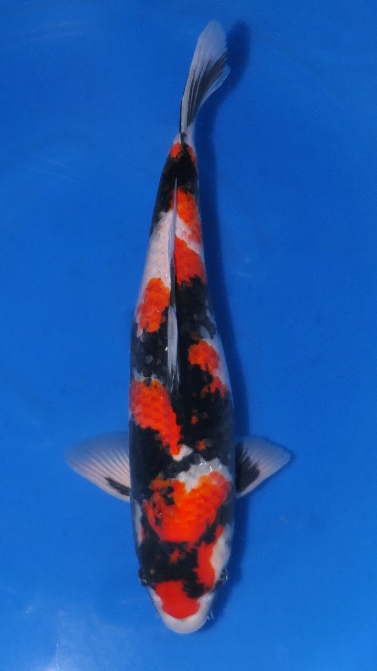 Showa - Beppu - Nisai