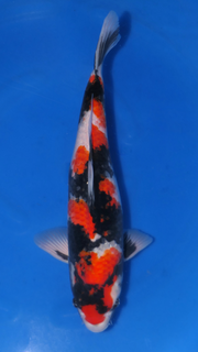 Showa - Beppu - Nisai