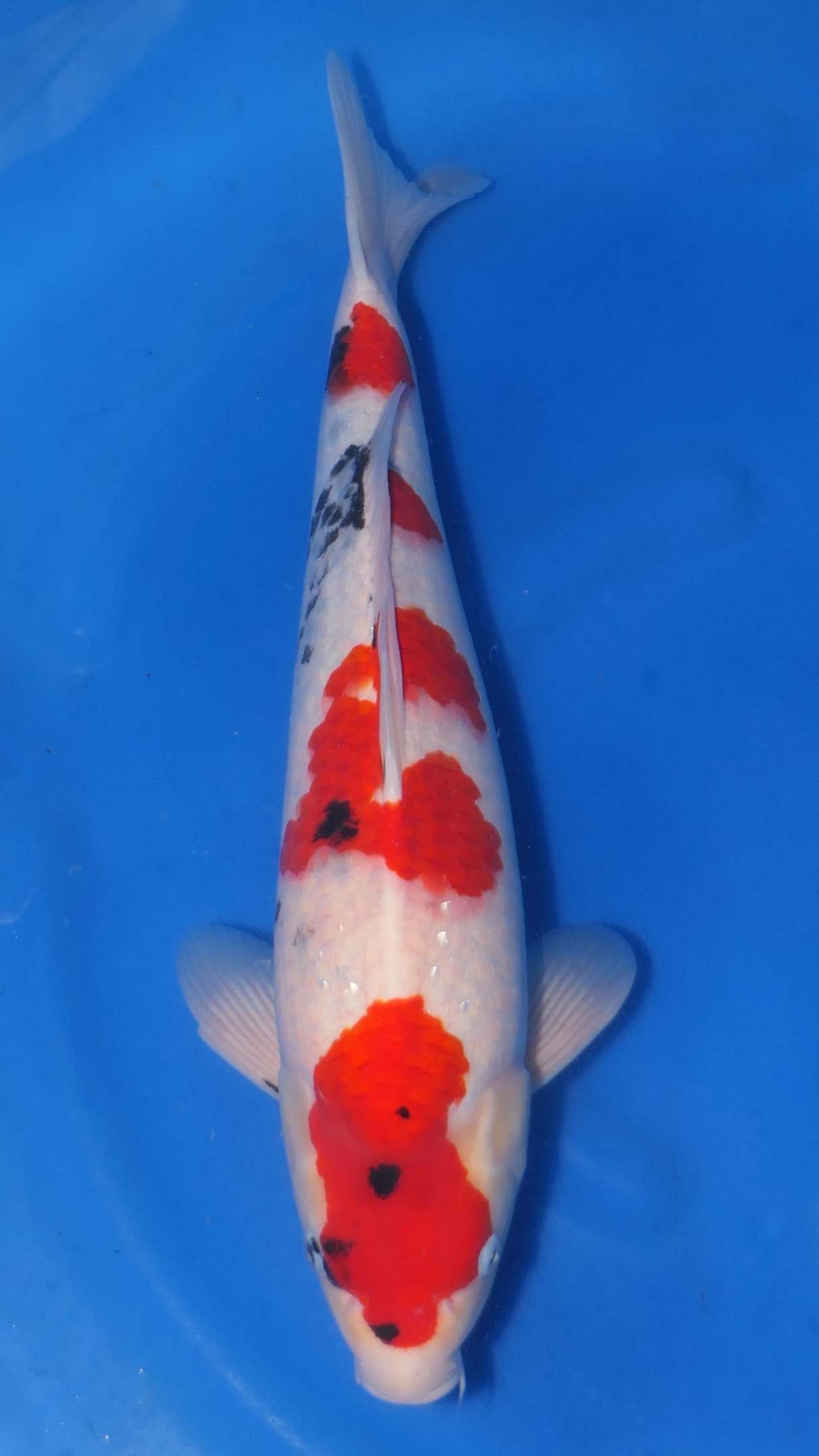 Showa - Beppu - Nisai