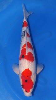 Showa - Beppu - Nisai