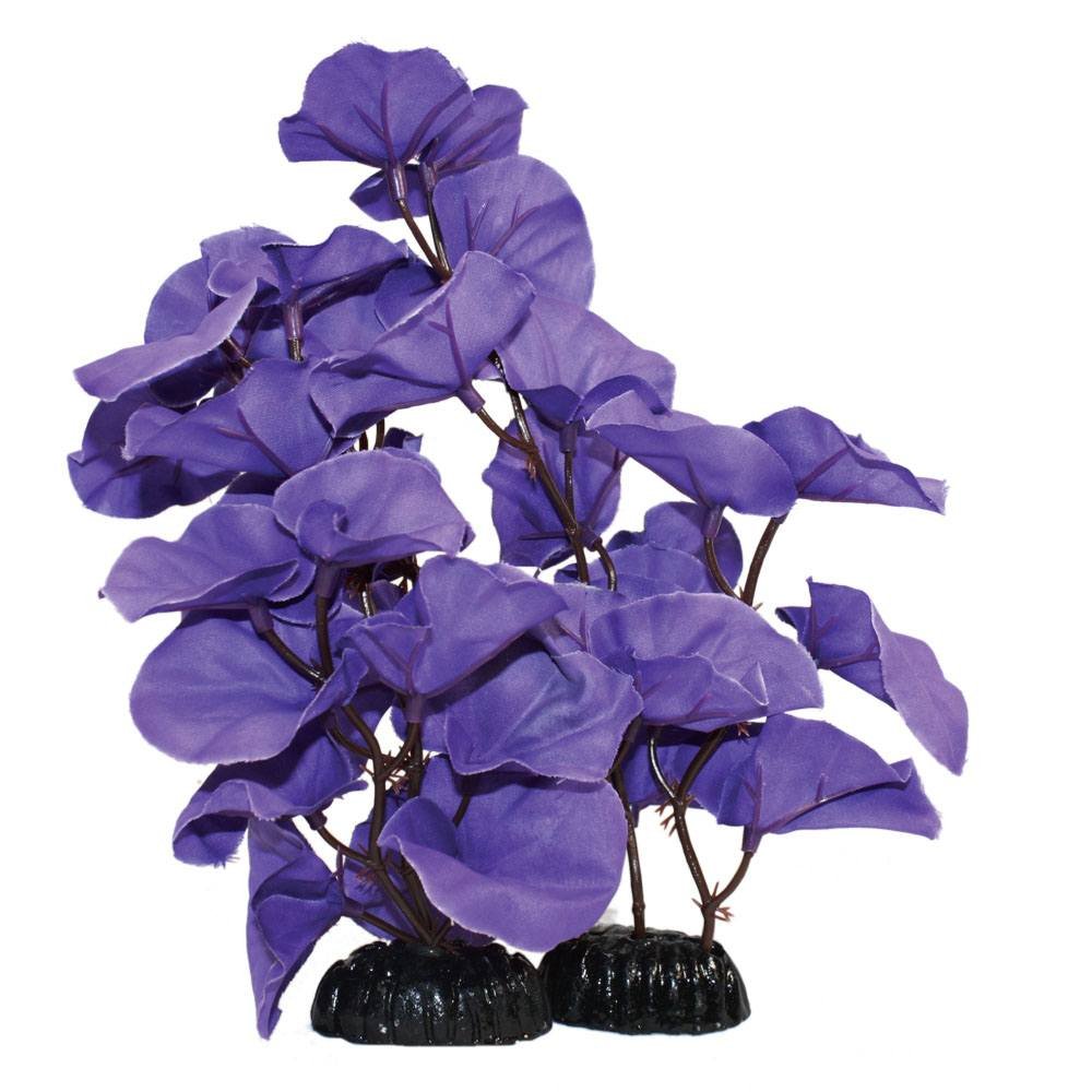 Hugo Kamishi Lily Purple Silk - Aquarium Plants