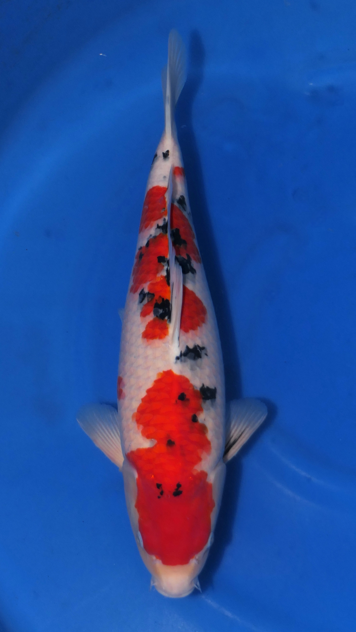 Sanke - Beppu - Nisai