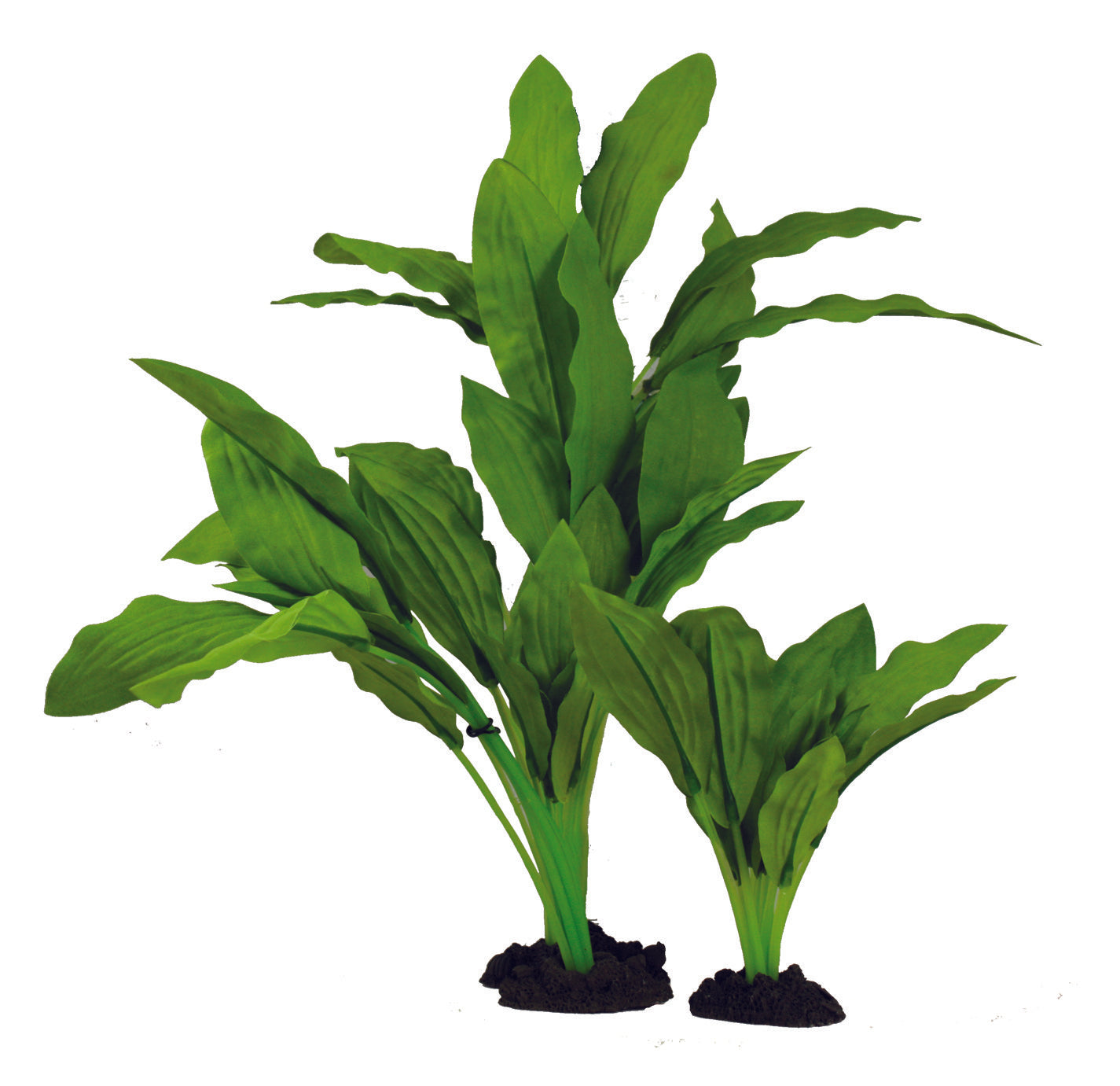 Hugo Kamishi Amazon Broad Leaf 30cm - Aquarium Plant