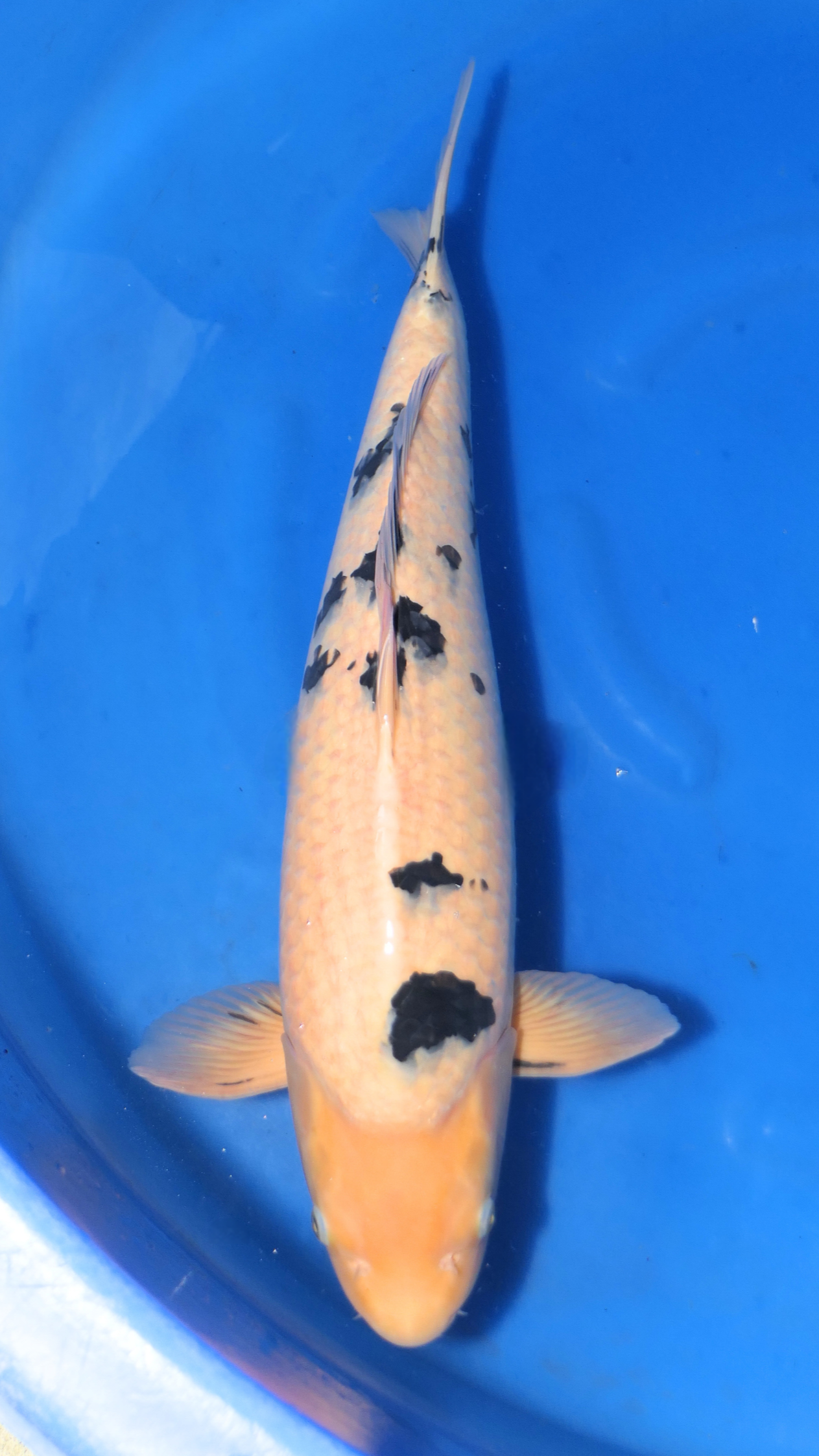 Bekko - Beppu - Nisai