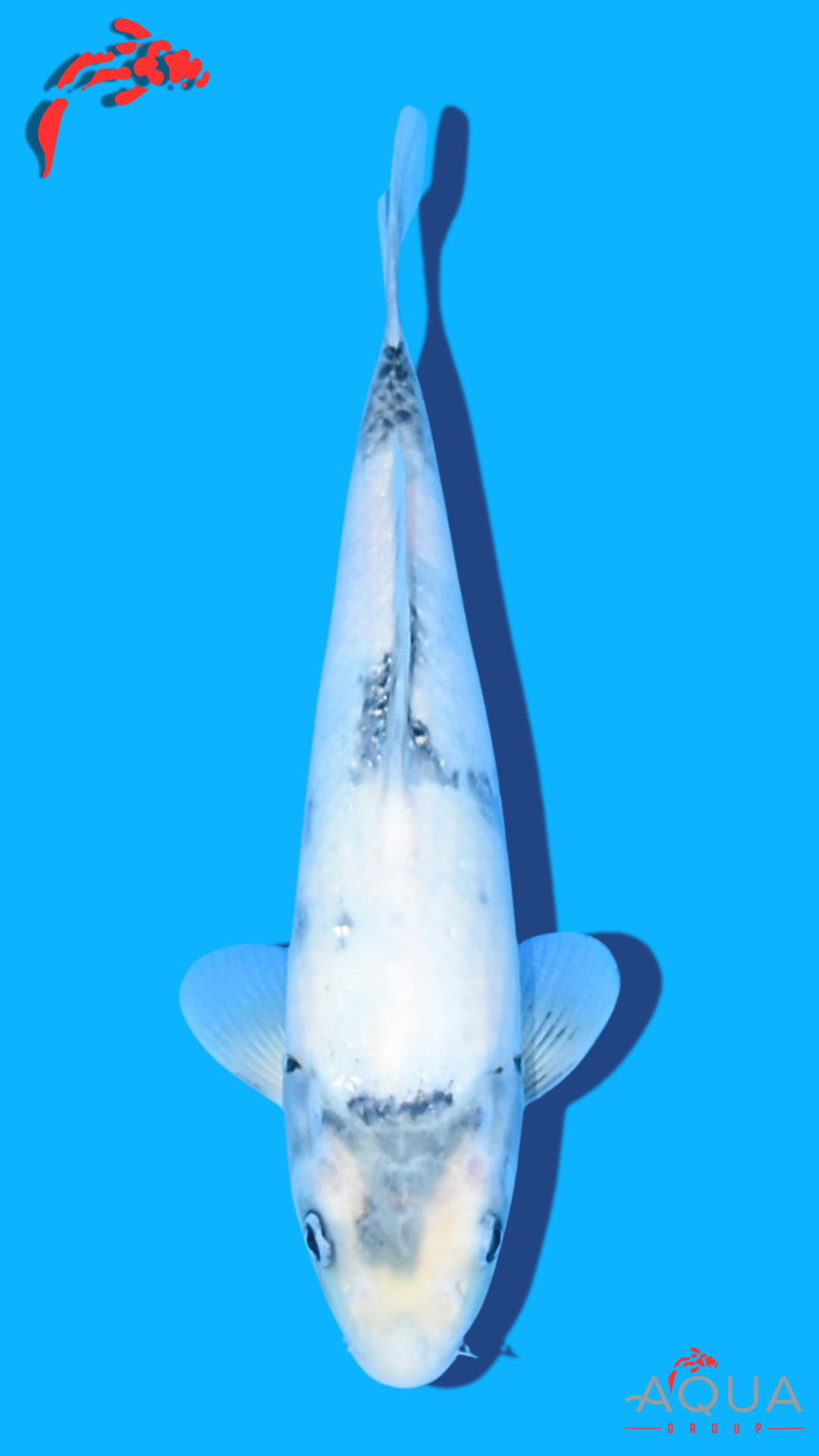 Shiro Utsuri - Omosako - Tosai #18