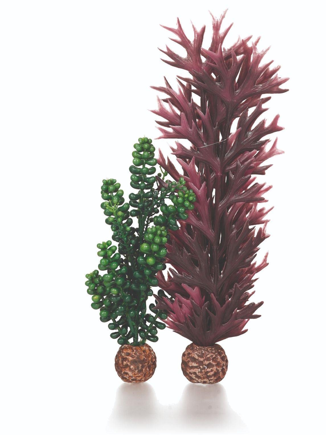 biOrb Plants & Decor seapearls & kelp olive green (55073)