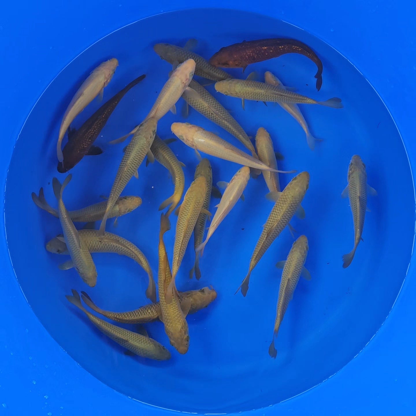 Mixed Chagoi - Tosai