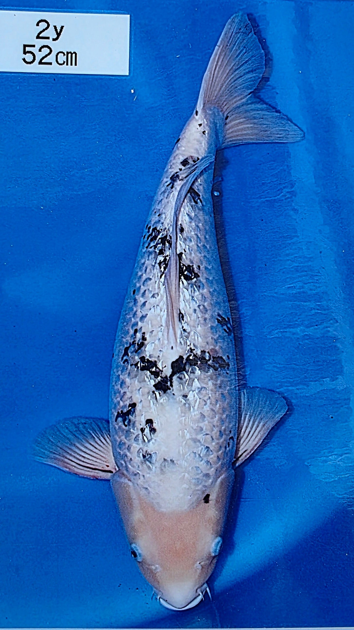 Bekko - Beppu - Nisai