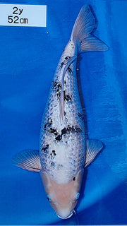 Bekko - Beppu - Nisai