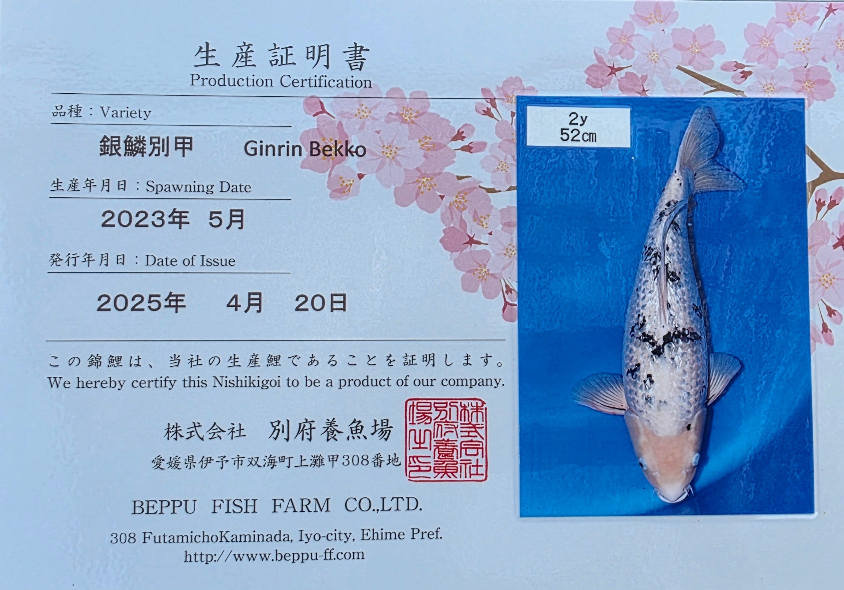 Bekko - Beppu - Nisai