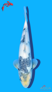 Shiro Utsuri - Omosako - Tosai #20