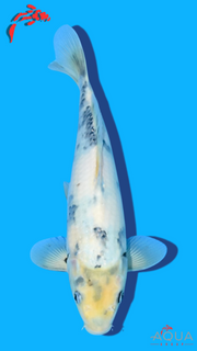 Shiro Utsuri - Omosako - Tosai #22