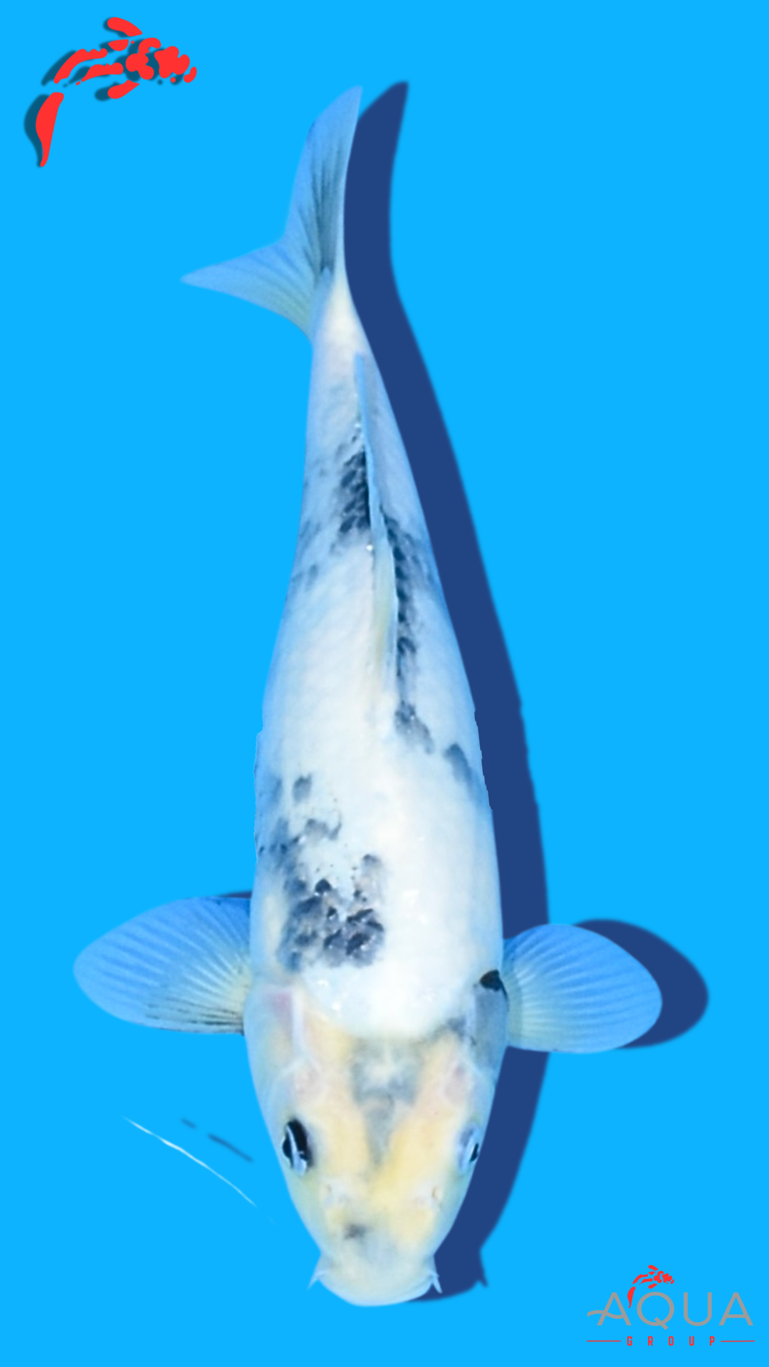 Shiro Utsuri - Omosako - Tosai #23