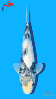 Shiro Utsuri - Omosako - Tosai #24