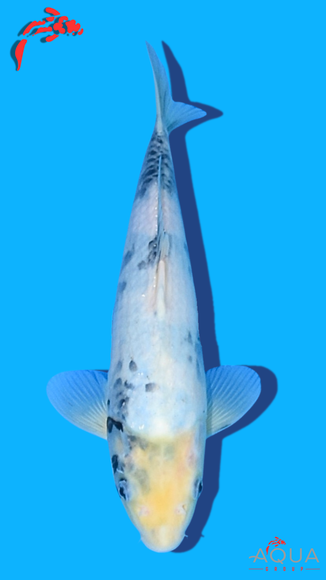 Shiro Utsuri - Omosako - Tosai #25