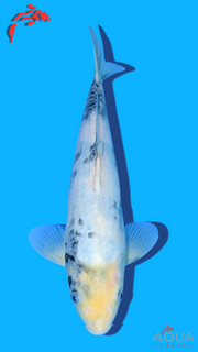 Shiro Utsuri - Omosako - Tosai #25