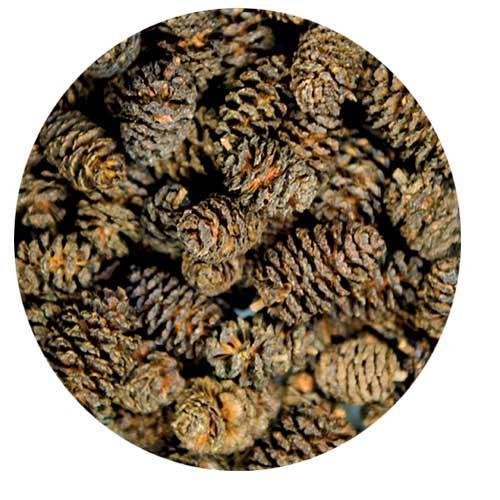 Hobby - Alder Cones (Blackwater Effect) (51115)