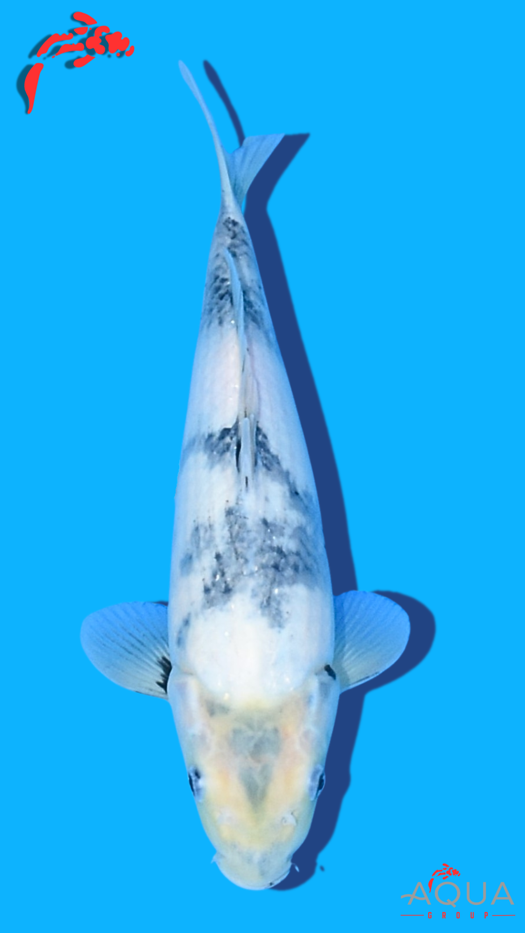 Shiro Utsuri - Omosako - Tosai #27