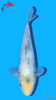 Shiro Utsuri - Omosako - Tosai #28