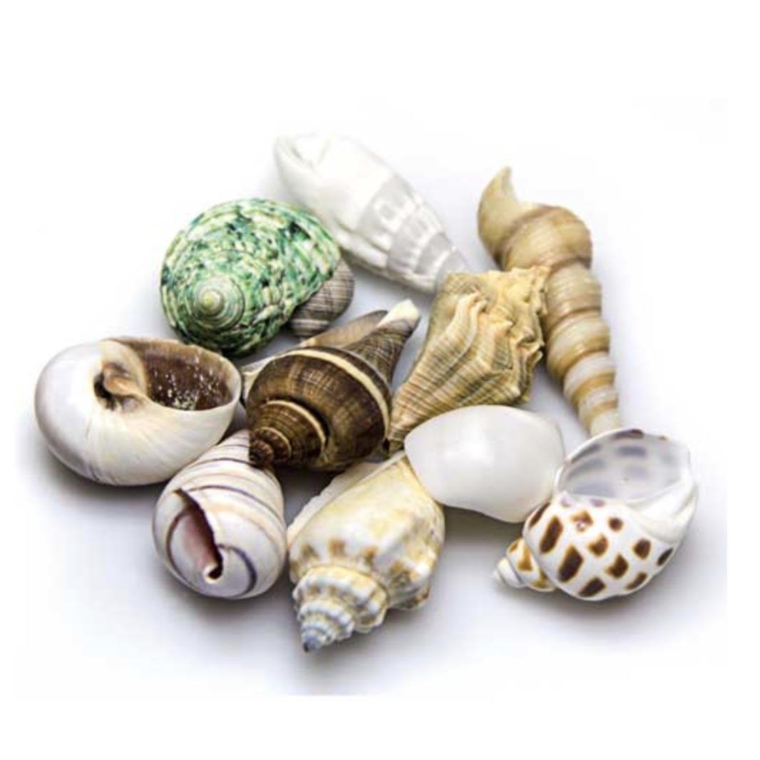 Hobby - Snail Shells Large Set 5