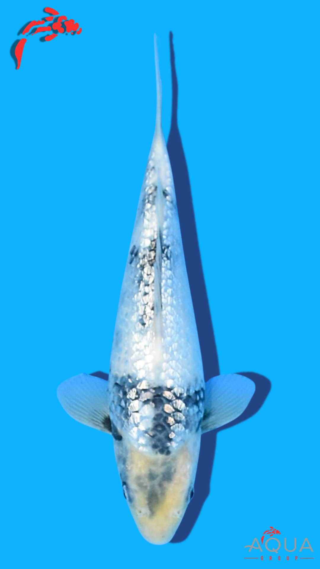 Shiro Utsuri - Ogata - Tosai #23