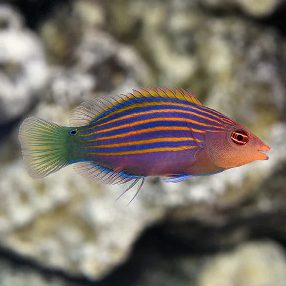 Pyjama Wrasse - West Ind Ocean