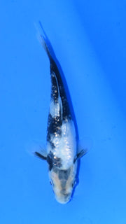 Shiro Utsuri - Ogata - Tosai #34