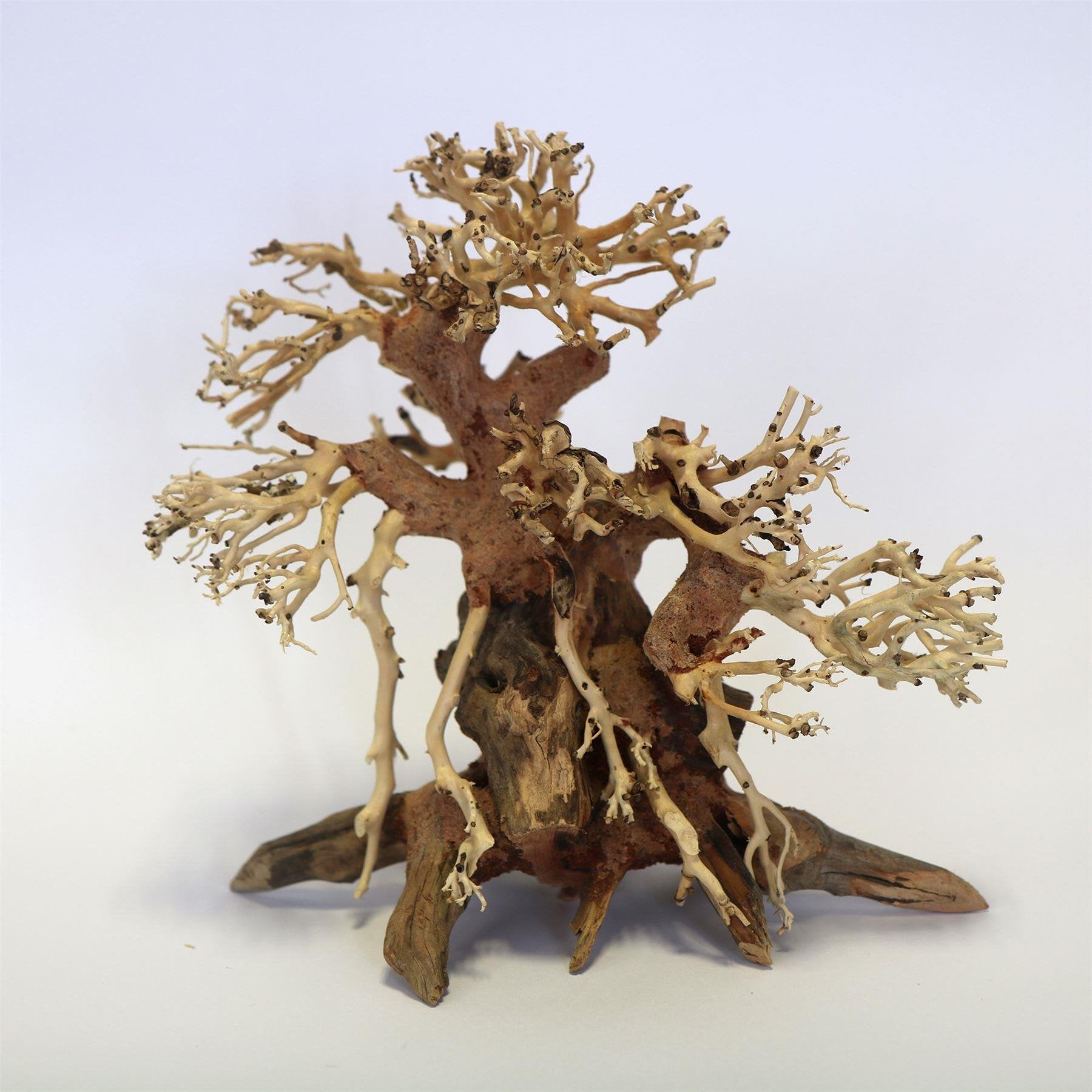 Banyan Bonsai Wood Small Pc 20 x 20 x 12cm