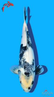 Shiro Utsuri - Omosako - Tosai #05