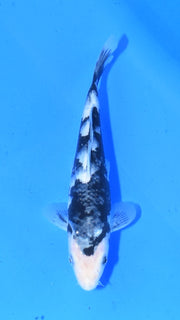 Shiro Utsuri - Ogata - Tosai #38