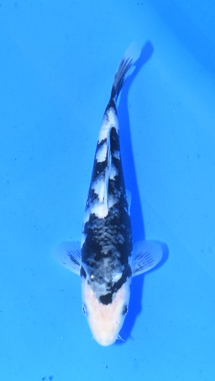 Shiro Utsuri - Ogata - Tosai #38