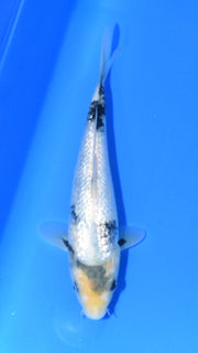 Shiro Utsuri - Ogata - Tosai #05