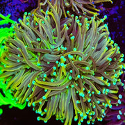 Dark Grail Torch (1 polyp)