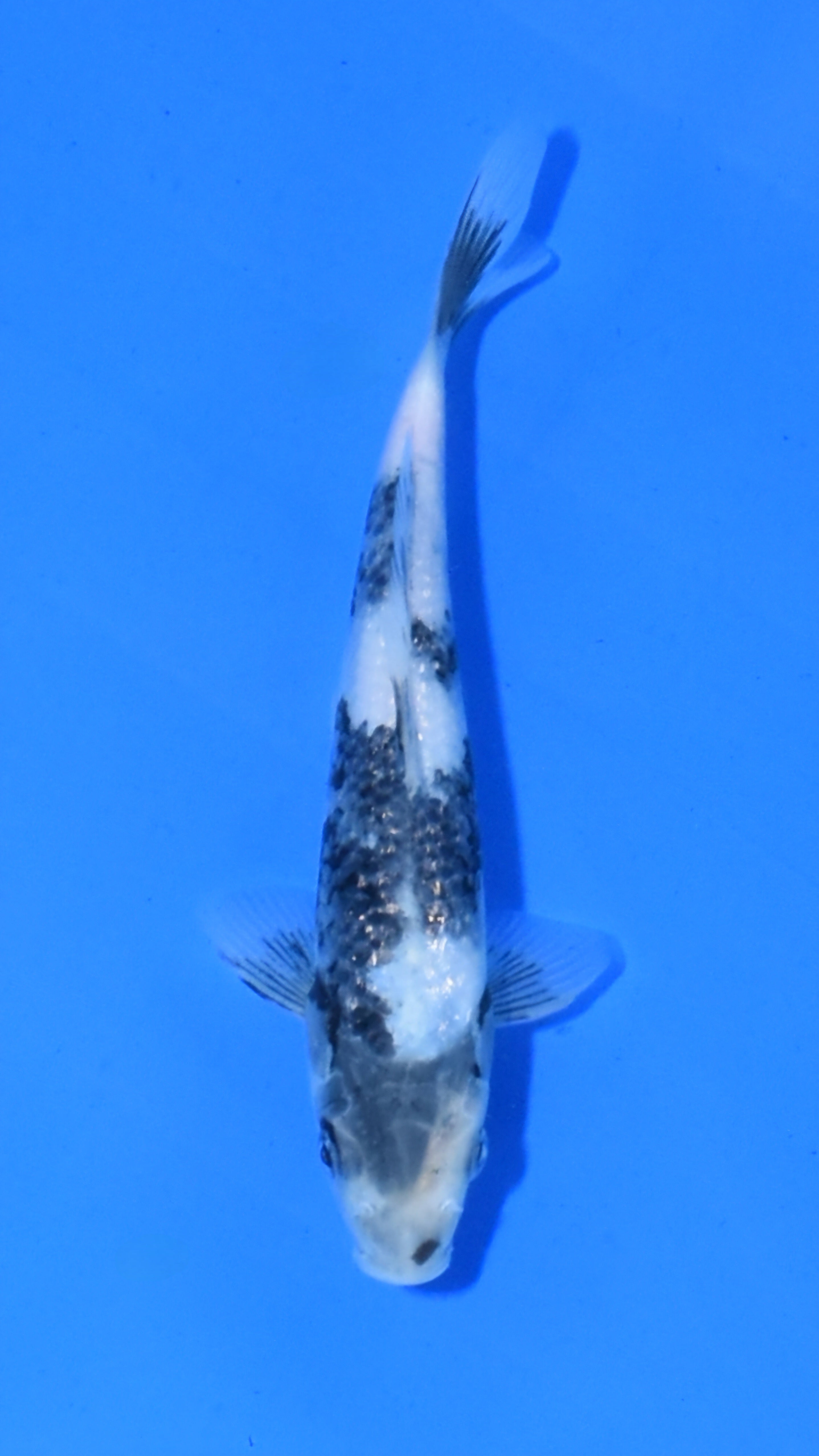 Shiro Utsuri - Ogata - Tosai #07