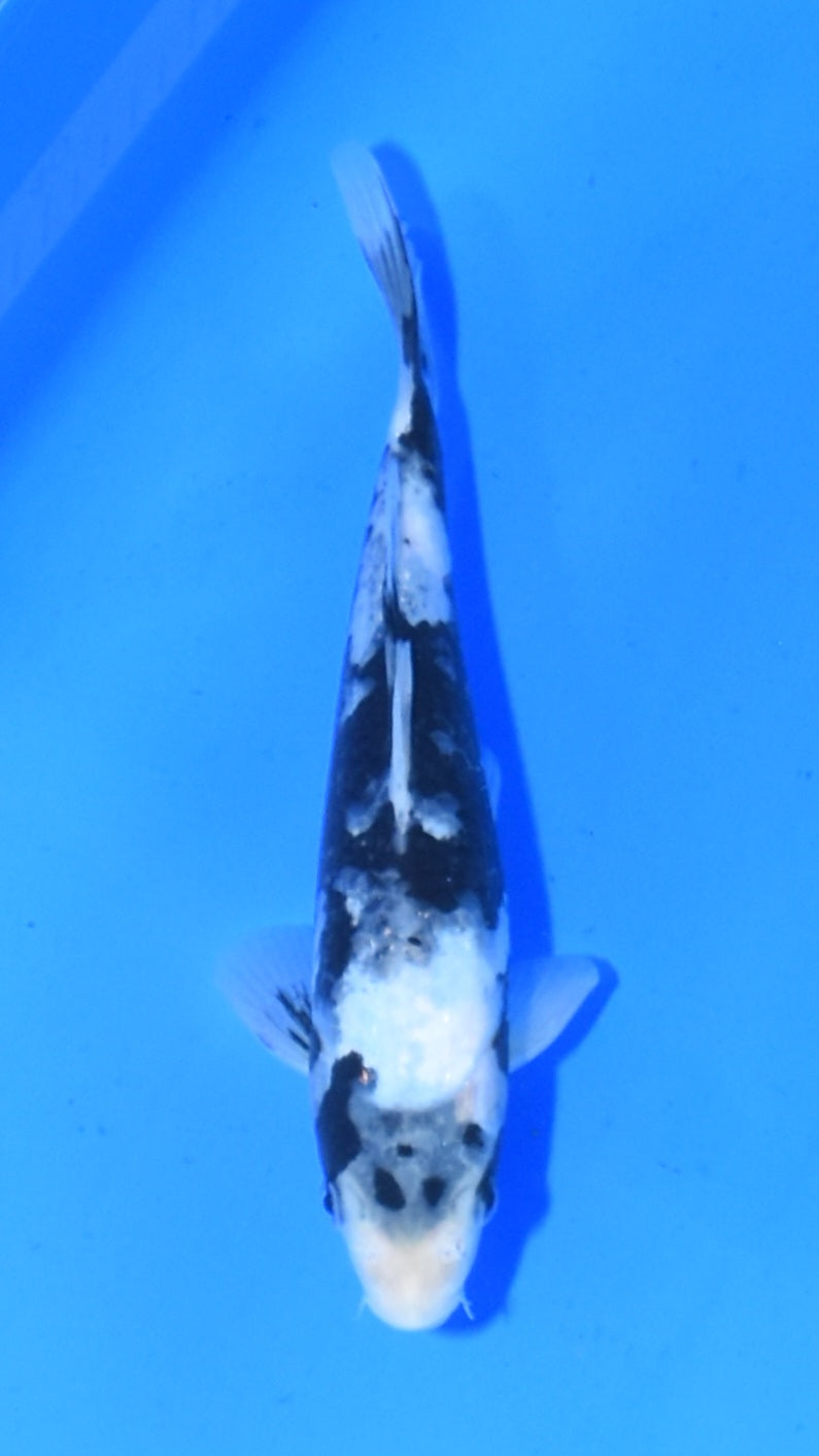 Shiro Utsuri - Ogata - Tosai #40