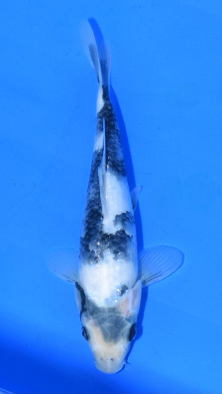 Shiro Utsuri - Ogata - Tosai #47